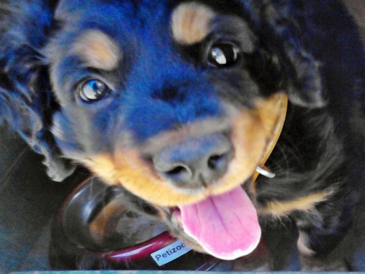 El Es Tyson Es Un Rottweiler De 1 Mes Y Medio El Es Tyson Es Un Rottweiler De 1 Mes Y Medio